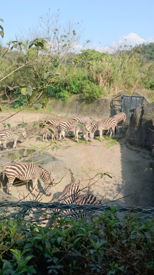 シマウマ