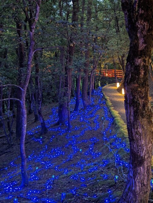 ライトアップの向こうに極楽橋