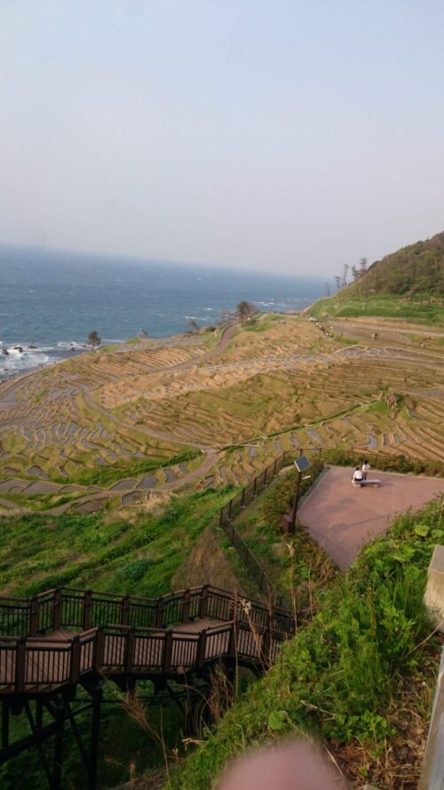 千枚田全景（2017年時）