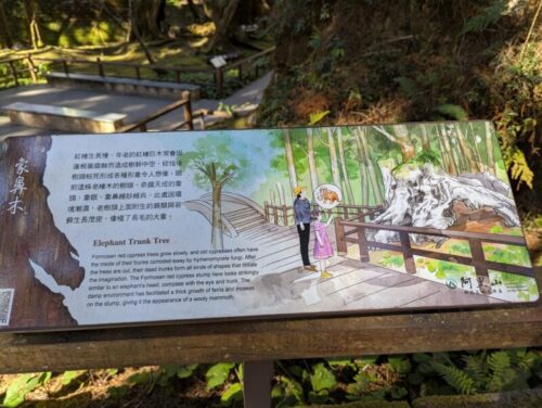 象鼻木