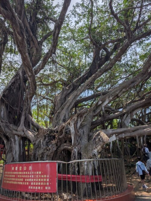 百年老榕樹